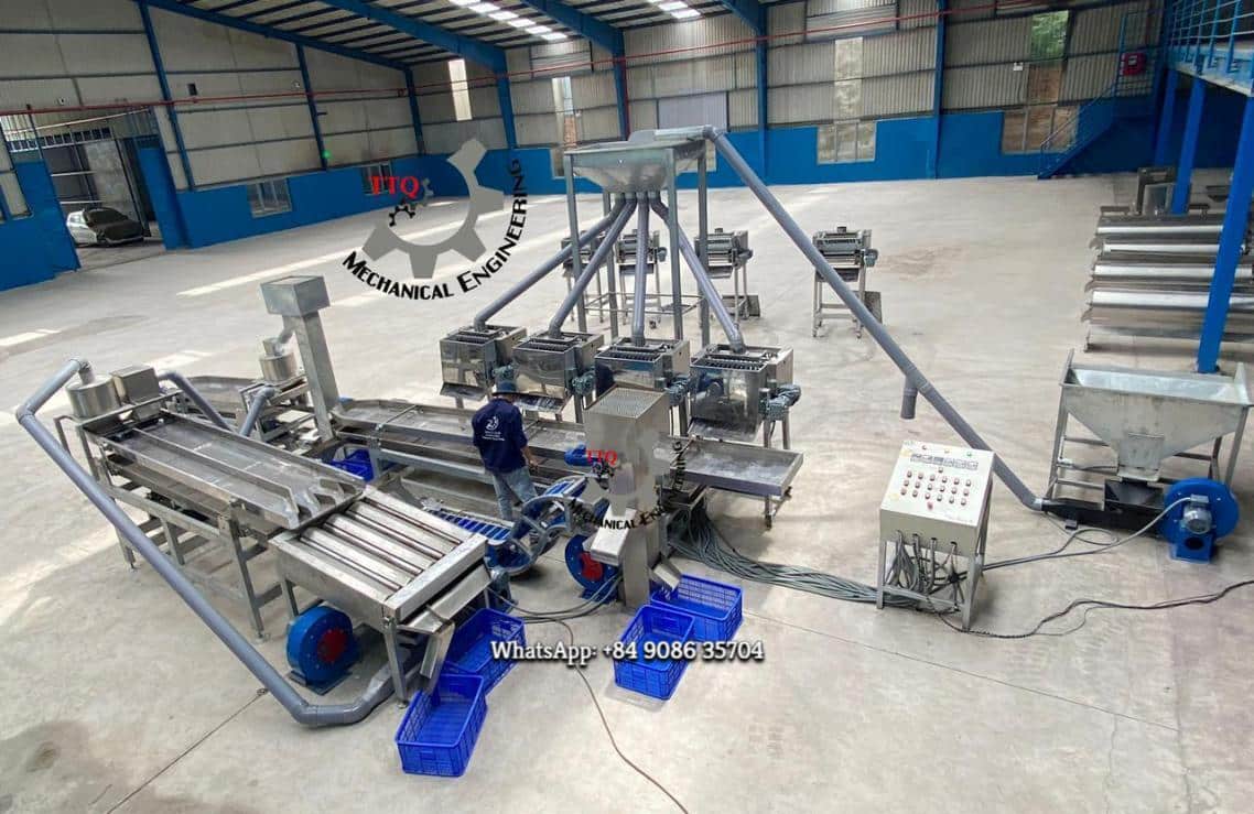 Automatic cashew cutting line on the factory floor