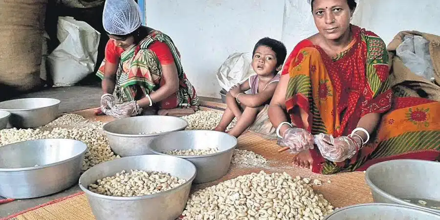 Cashew manufacturers in Panruti, Tamil Nadu, India