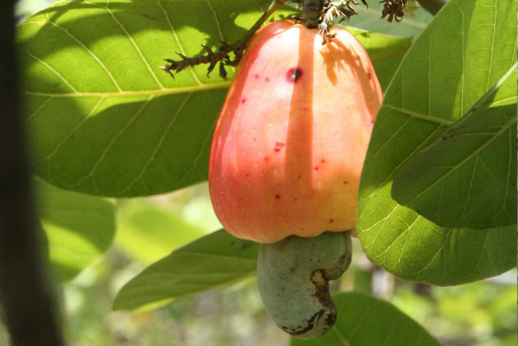 pays producteurs de noix de cajou