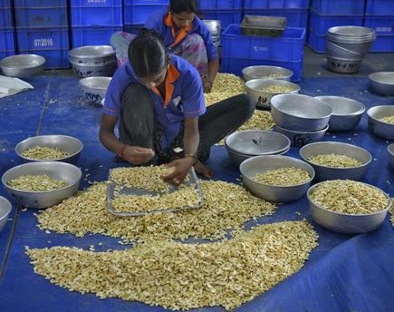 panruti cashew nuts suppliers