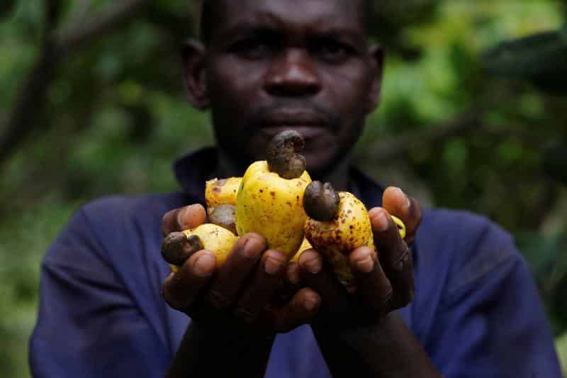 raw cashew process africa