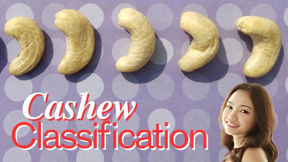 cashew classification