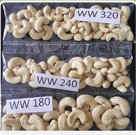 cashew nut classification