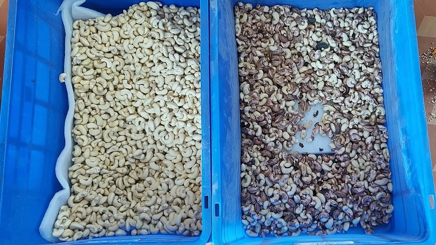 seperation of good and bad cashew nuts